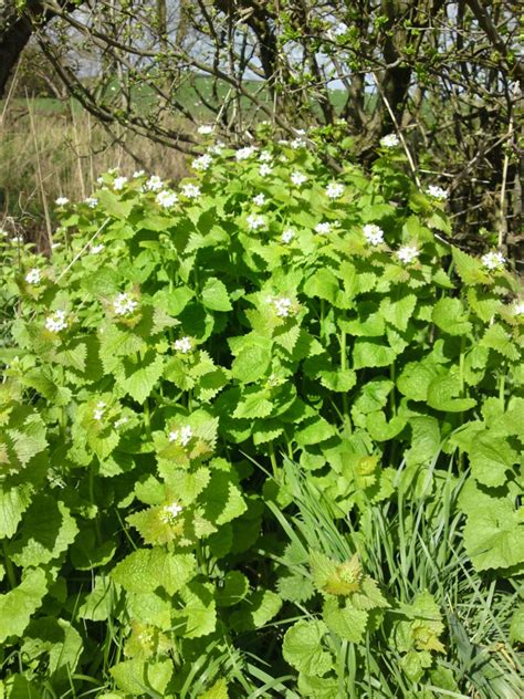 Garlic Mustard – Edibility, Identification, distribution – Galloway ...