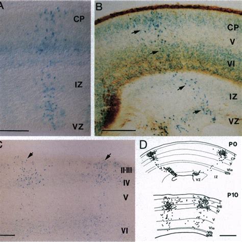 Pattern of X-Gal staining in embryonic cortex. (A-C) 13-gal activity in... | Download Scientific ...