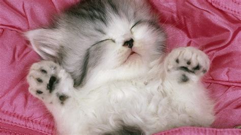 🔥 [0+] Cute Cats Wallpapers | WallpaperSafari