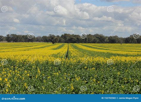 Field of Golden Canola in Flower, Crop Farming Agriculture Stock Photo - Image of produce ...