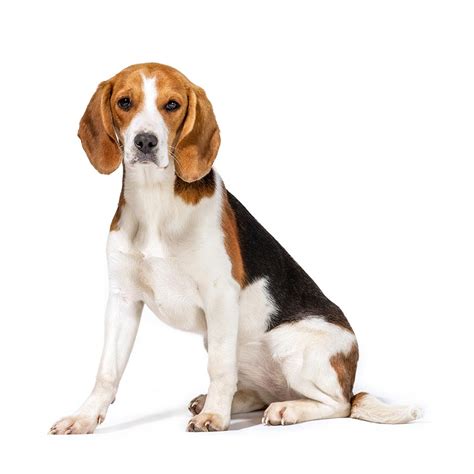 Beagle Breed Guide | Petbarn