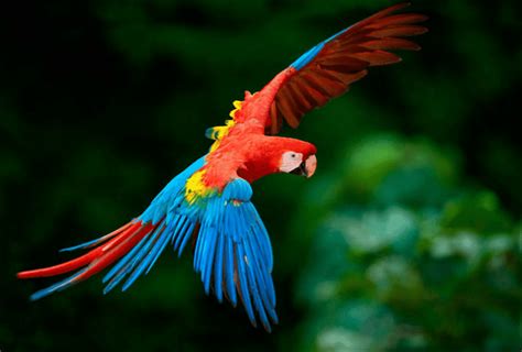 guacamayo rojo - Animales del Perú