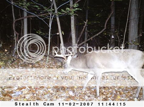 Deer antler growth progression? - HuntingNet.com Forums