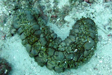 The Horrid Sea Cucumber - Whats That Fish!