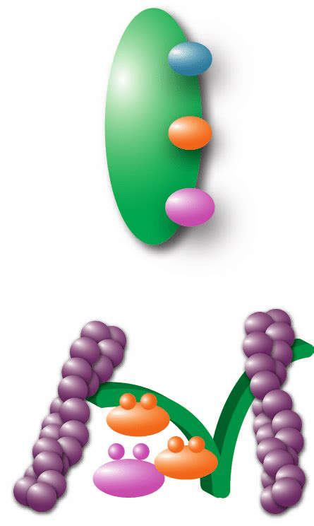 Scaffold proteins mediating the structural and functional organization... | Download Scientific ...