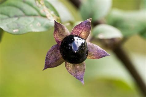 Images of BELLADONNA - JapaneseClass.jp