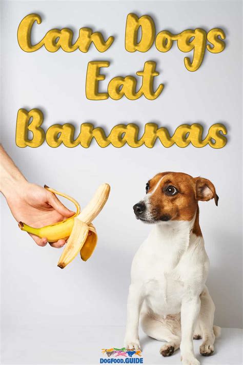 Can Dogs Eat Banana? 4 Amazing Health Benefits From Bananas