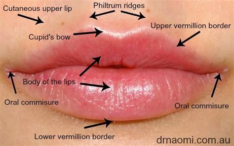 Dermal fillers lips, Dermal fillers, Facial aesthetics