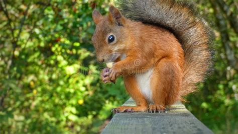 Squirrel eating peanuts stock photo. Image of squirrellovers - 150650760