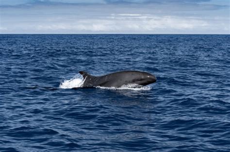 False Killer Whale vs Orca