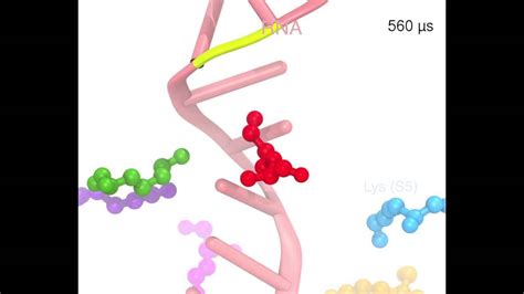 Resolving Molecular Motor Action - YouTube