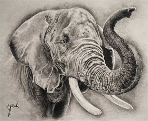 Pencil Drawing Of Elephant Images - pencildrawing2019