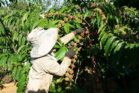 How Is Coffee Made From Seed To Cup? - A Coffee Bean's Journey