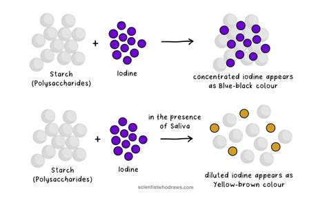 Preliminary tests for Saliva — Scientist who draws