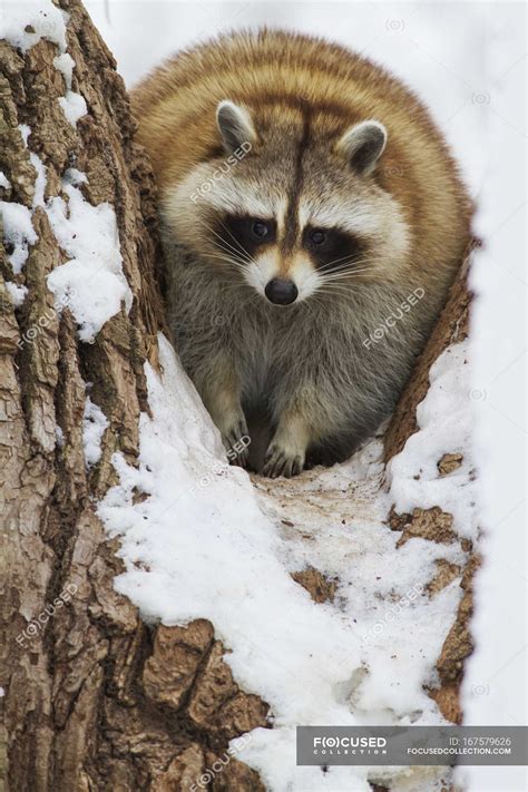 Raccoon sitting in snow — during, outdoors - Stock Photo | #167579626