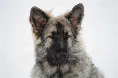 Shiloh Shepherd | Dog-Breeds.com