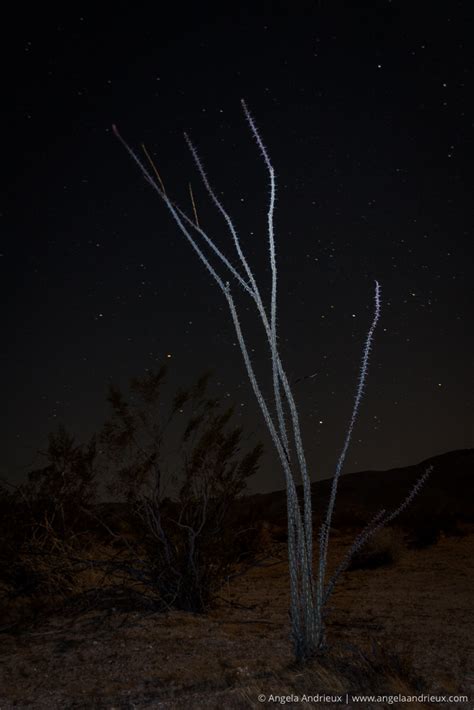 Starry Starry Night | Anza-Borrego Desert State Park - Angela Andrieux ...