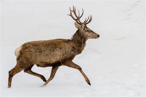 Deer Running on the Snow in Christmas Time Stock Image - Image of snow, habitat: 63378997