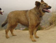 Coydog (Domestic Dog-Coyote Hybrid) Info, Temperament, Puppies, Pictures