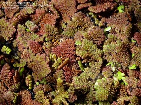 PlantFiles Pictures: Azolla Species, Feathered Mosquito Fern, Ferny ...