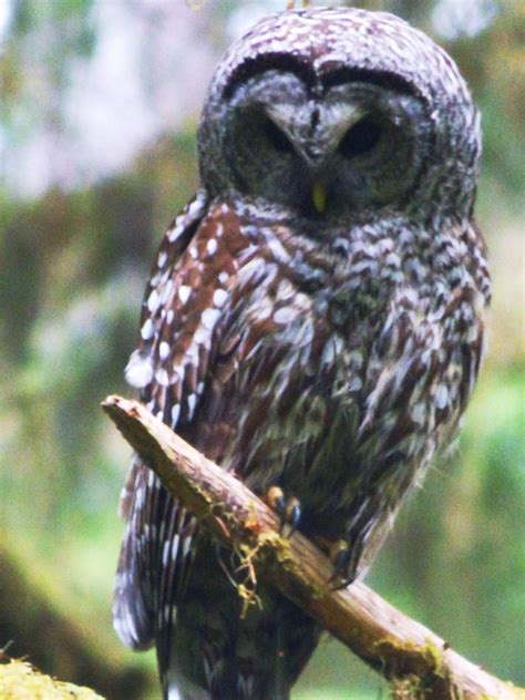 Geotripper's California Birds: A Barred Owl in the Hoh Rainforest ...