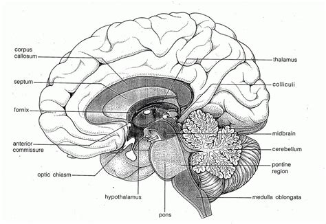 Human Brain Diagram Blank