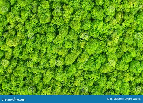 Green Decorative Moss Texture. Wall from Moss Background Stock Photo ...