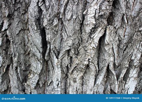 Bark of an old tree acacia stock photo. Image of texture - 139117268