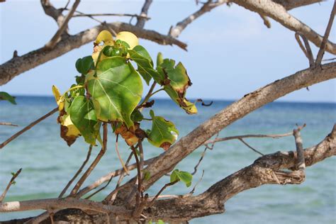 Beach,morrocoy,venezuela,sea,free pictures - free image from needpix.com