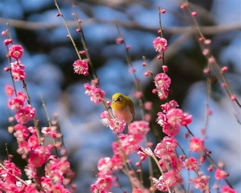 Japan Plum Blossom Season 2024 - Tera Abagail