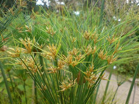 Cyperus papyrus (Egyptian Paper Reed, Giant Papyrus, Paper Reed, Papyrus) | North Carolina ...