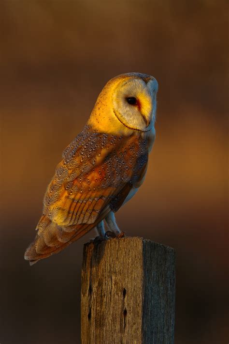 Barn Owl | Barn Owl | Nigel Pye | Flickr