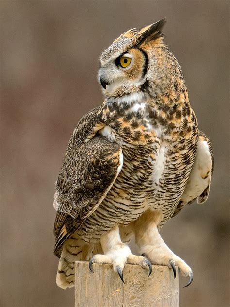 Great Horned Owl Fact Sheet - C.S.W.D