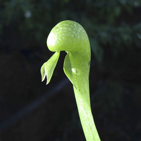 Photo #59780 | Darlingtonia californica | plant lust