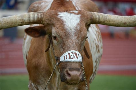 Texas Longhorns Football Wallpapers HD Free Download