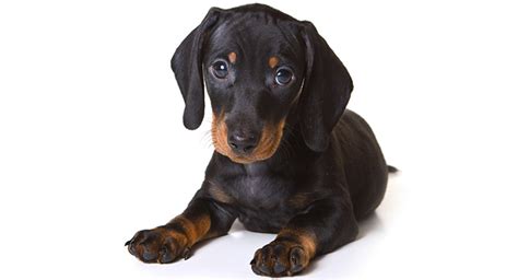 Black Dachshund - Your Guide To A Perfect Puppy