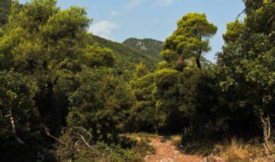 Trekking Skopelos, Skopelos Hiking, SKOPELOS.COM