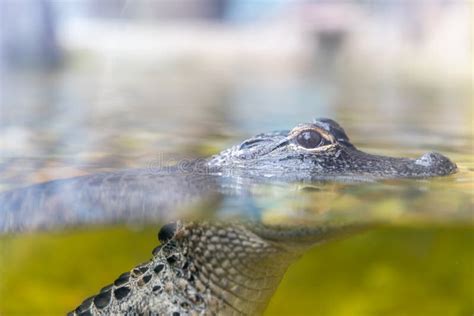 Baby Alligator Swimming in a Pond Close Up Stock Photo - Image of baby, animal: 108545188