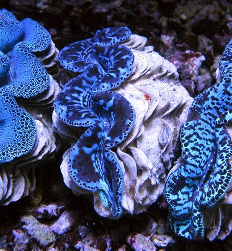 Tridacna Maxima Ultra Blue / Turquoise Sea Clams, Giant Clam, Undersea ...