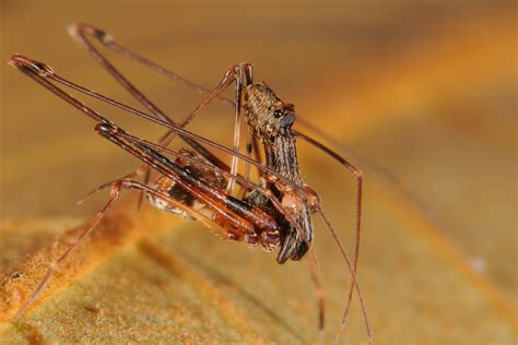 These Spiders Hunt Their Own Kind - The New York Times