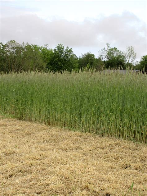 winter rye – Pearl Crescent Farm