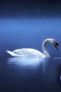 swan GIF - Download & Share on PHONEKY