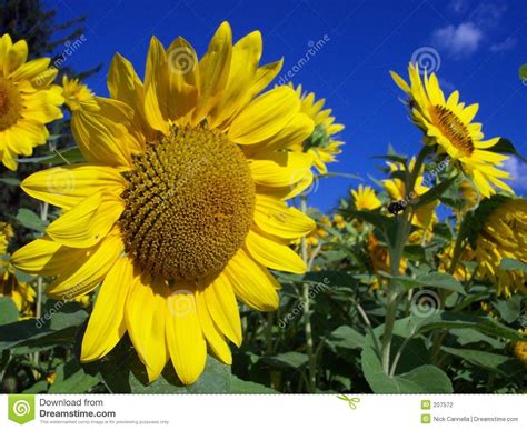 Field of Sunflowers. A field of sunflowers #Sponsored , #ADVERTISEMENT, #advertisement, #Field ...