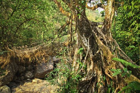 Living Root Bridges of Meghalaya on Behance