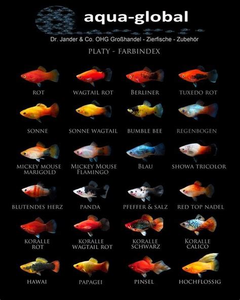 √ 35+ Different Types of Guppies In The World ( with Beautiful Pictures ...