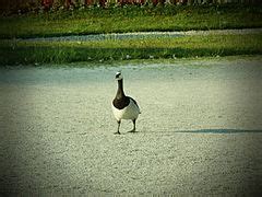 Category:Animals in the Gardens of Nymphenburg Palace - Wikimedia Commons