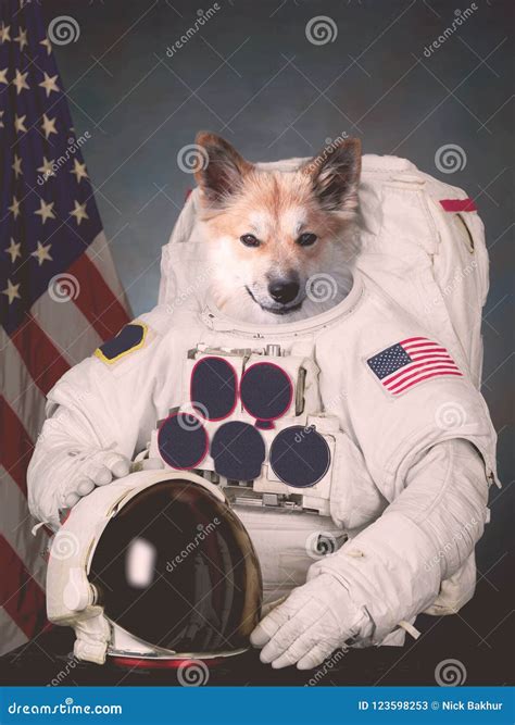 The Cosmonaut Dog Dressed in a Space Suit Stock Image - Image of corgi, astronaut: 123598253