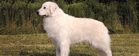 Hungarian kuvasz breed - History & Characteristics | Best Guide