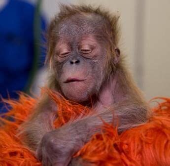 Sleeping | Baby orangutan, Orangutan, Cute monkey