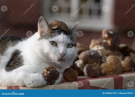 Funny Cat Pic with Boletus Mushrooms Hat Closeup Photo on Country House Background Stock Image ...